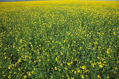 《最终幻想16》MTC遭恶意刷差评 大量0分或1分