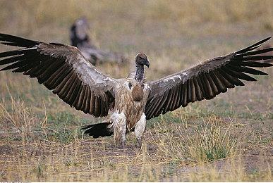 动视暴雪发布Q4财报：收入低于预期